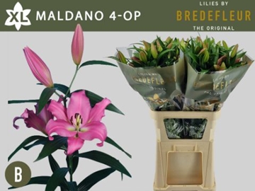 Lilium Ot Maldano 100cm 4/5bl