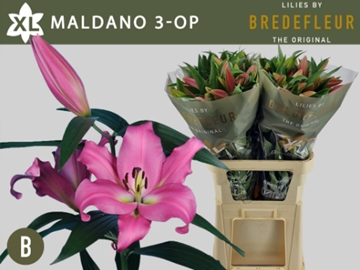 Lilium Ot Maldano 90cm 3/5bl