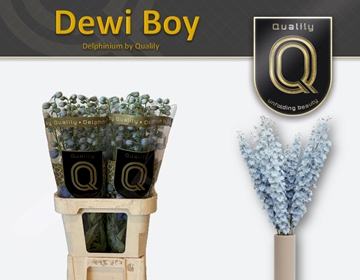 Delphinium El Dewi Boy 80cm
