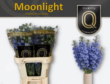 Delph El Delp Moonli 90cm