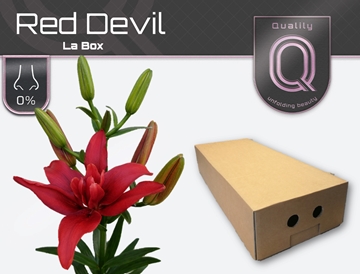 Lilium La Red Devil 80cm 4/5bl