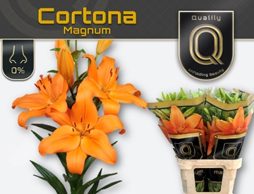 Lilium La Cortona 100cm 5/7bl