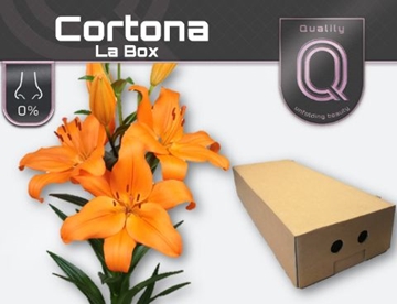 Lilium La Cortona 90cm 4/5bl