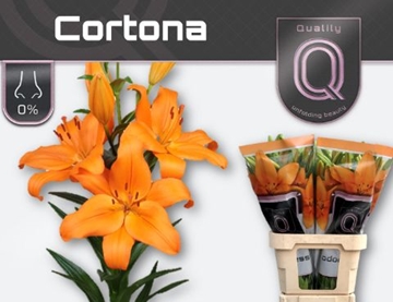 Lilium La Cortona 80cm 4/5bl