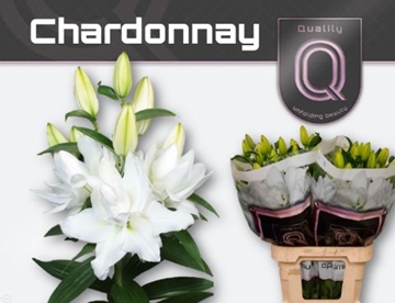 Lilium Or Double Chardonnay 80cm 5/7bl