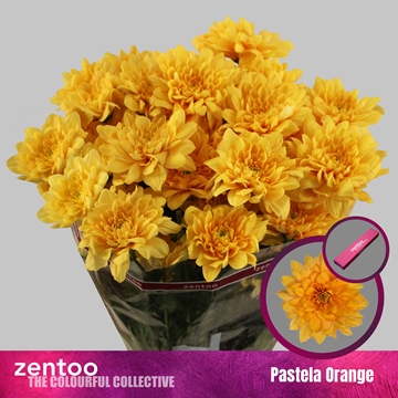 Chrys Spray Pastel Orange 135gram