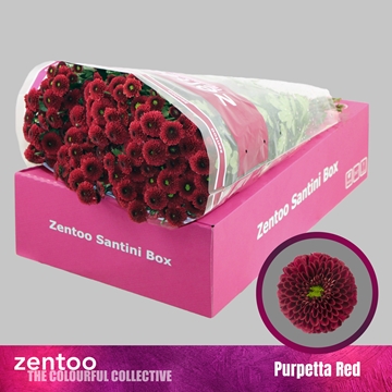 Chrysanthemum Santini Purpetta Red