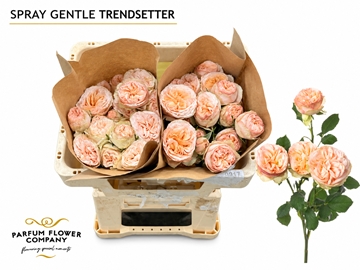 Rosa Spray Gen Trendsetter 50cm