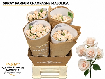 Rosa Spr 50cm