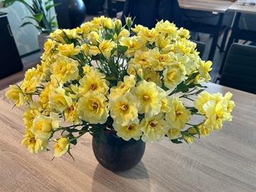 Rosa Spr 50cm