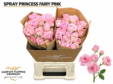 Rosa Spr 50cm