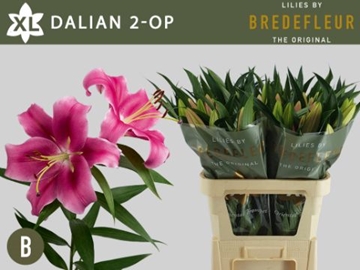 Lilium Ot Dalian 80cm 2/4bl