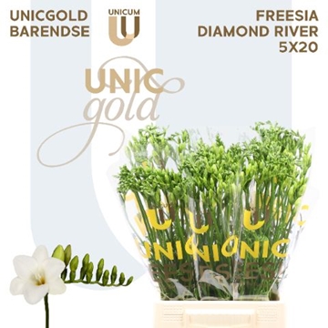 Freesia Single Diamond River 20gram