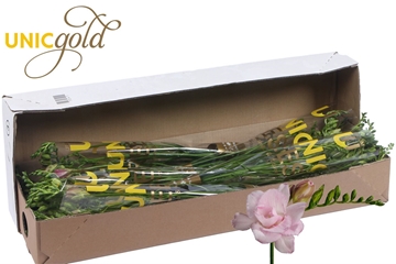 Freesia Double Honeymoon 20gram