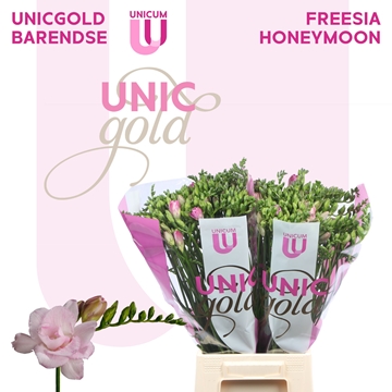 Freesia Double Honeymoon 20gram