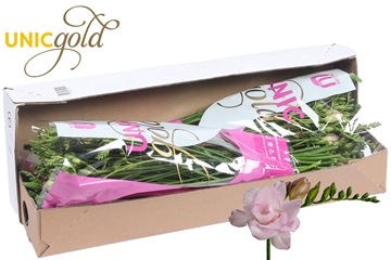 Freesia Double Honeymoon 20gram