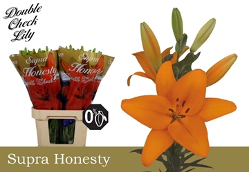 Lilium La Honesty 90cm 5/7bl