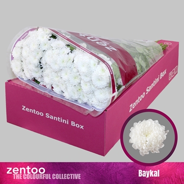 Chrysanthemum Santini Baykal