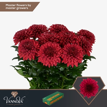 Chrys Single Lamira Red 70cm 85gram