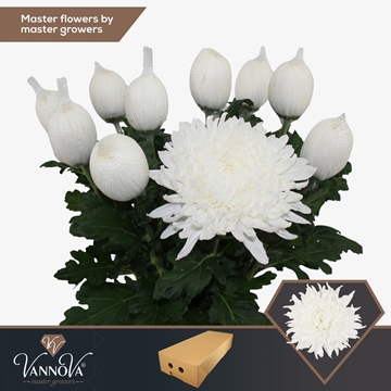 Chr G Stravina 70cm 100gram