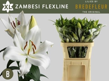 Lilium Ot Zambesi 70cm 2/4bl