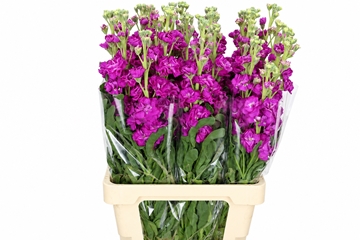 Matthiola Iron Hot Pink 70cm