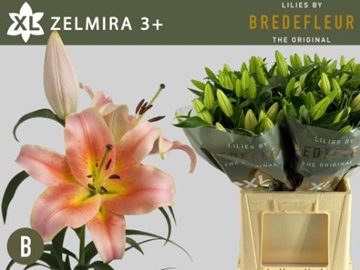 Lilium Ot Zelmira 70cm 3/5bl