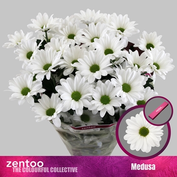 Chr T Medusa 85gram