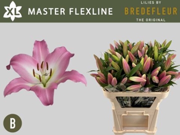 Lilium Ot Master 80cm 2/3bl