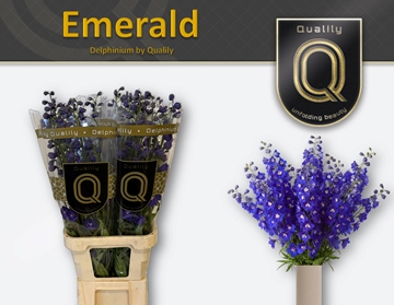 Delphinium El Delphis Emerald 100cm
