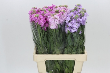 Matthiola 70cm