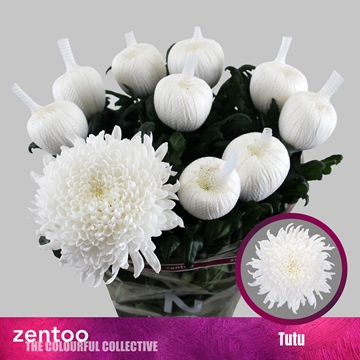 Chr G Tutu 70cm 100gram