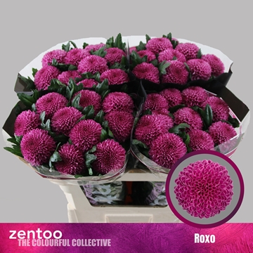 Chrys Single Roxo 70cm 80gram