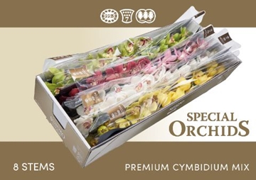Cymbidium Asst 13bl