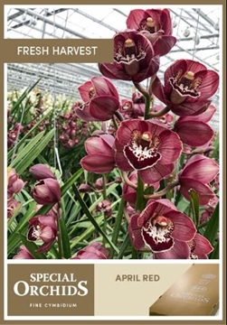 Cymbidium April Red 60 Cm - 8/11bl