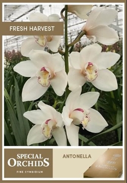 Cymbidium Antonella 60 Cm - 8/11bl