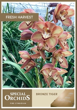 Cymbidium Bronze Tiger 50 Cm - 5/8bl