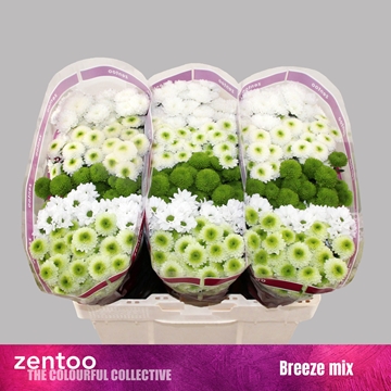 Chrysanthemum Santini Rainbow