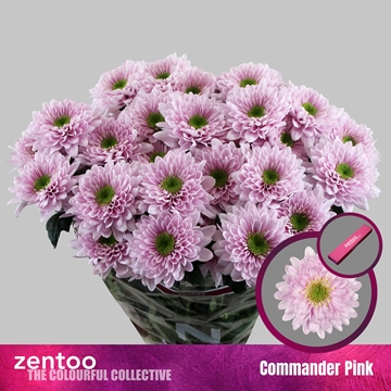 Chrys Spray Commander Pink 85gram