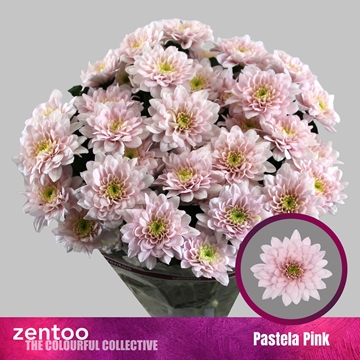 Chrysant T Pastela Pink 85gram