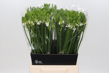 Ornithogalum Thyrsoides 50cm
