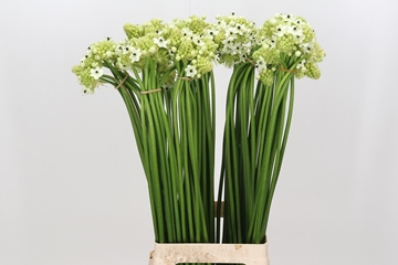 Ornithogalum Arabicum 70cm