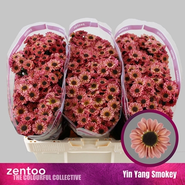Chrysanthemum Santini Yin Yang Smokey