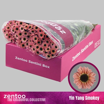 Chrysanthemum Santini Yin Yang Smokey