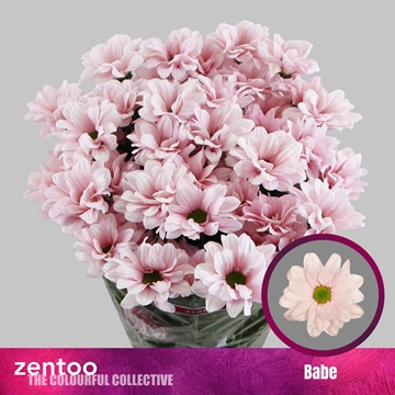 Chrysant T Babe 90gram