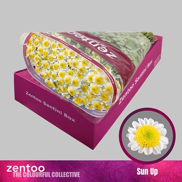 Chrysanthemum Santini Sun Up