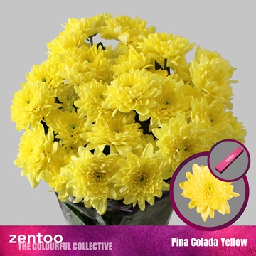Chrys Spray Pina Colada Yellow 105gram