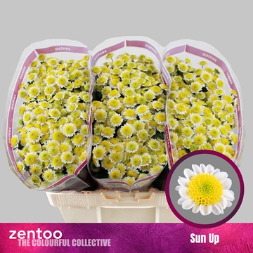 Chrysanthemum Santini Sun Up