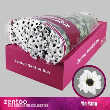 Chrysanthemum Santini Yin Yang