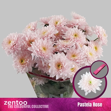 Chrys Spray Pastela Rose 75gram